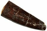 Fossil Sauropod Dinosaur (Titanosaur) Tooth - Morocco #293685-1
